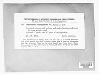 Cortinarius triumphans image